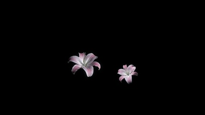 Black Lilies