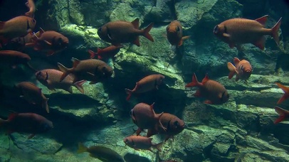 海底多彩世界高清横版2-鱼群