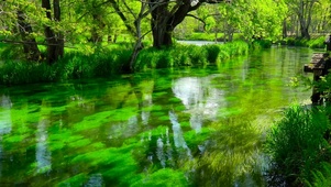 护眼绿林水草河流