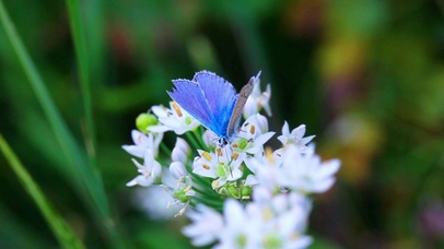 花中蓝蝶
