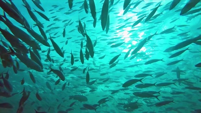 4k海底深海鱼群 风景动态壁纸 动态壁纸下载 元气壁纸