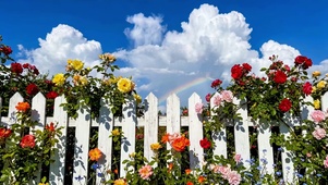 白栅栏上的玫瑰园