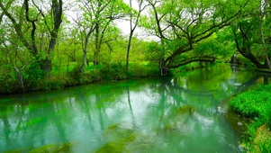 初夏护眼绿林流水