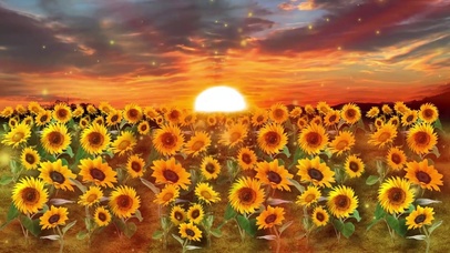 夕阳下的向日葵田