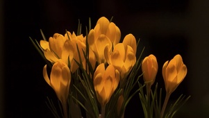 唯美黄色百合花盛开