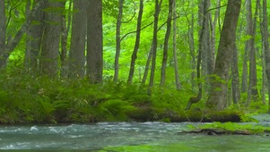 护眼绿树林流水