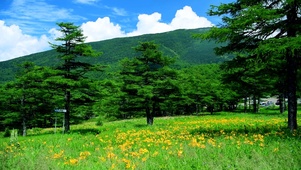 4k草地黄花