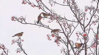 皑皑白雪压枝头