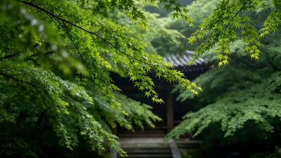 4K交相辉映的繁茂绿色树枝
