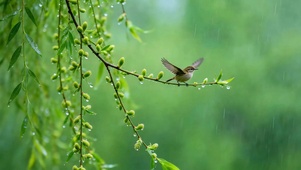 柳梢听雨