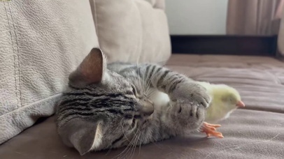 小猫咪和小鸡的午觉时间