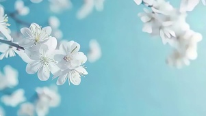 护眼雪梅树枝带鱼屏