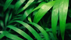 绿色植物