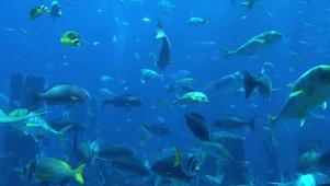 水族馆