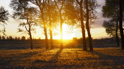 夏天日落森林飞絮唯美治愈意境