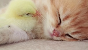 软呼呼猫咪