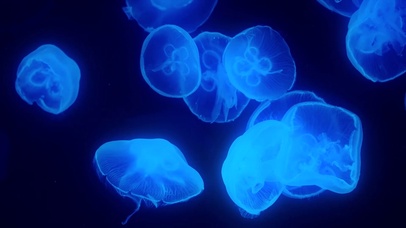 蓝色水母