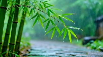 治愈翠竹小雨4K