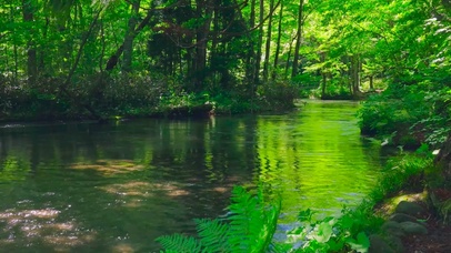 绿林间的流水