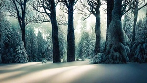 雪中森林