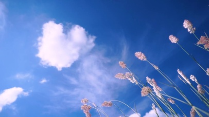 蓝天白云狗尾草