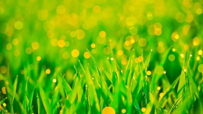 朦胧的雨中绿草