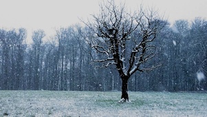 【4K实拍】漫天大雪中的一颗树