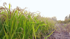 4K农田推进金色小麦稻谷粮食
