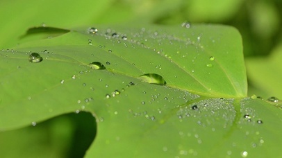 4K 高清 郁金香树叶露珠