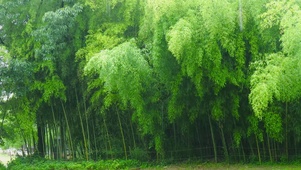 清凉雨天护眼翠竹林