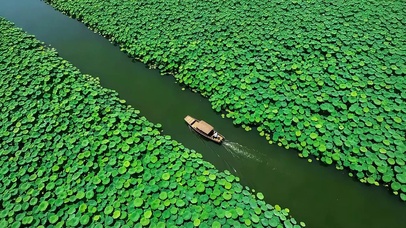 荷塘泛舟行