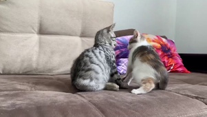 小猫咪打架