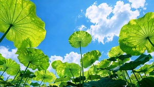 碧荷纳清夏 护眼