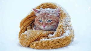 雪地里的小奶喵