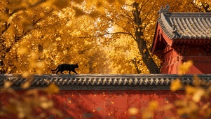 银杏古寺小黑猫