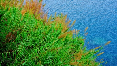 护眼岸边芦苇 4K