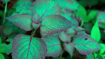 4K超清唯美绿叶