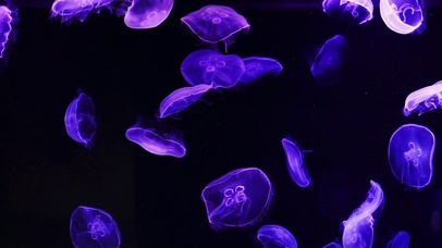 4K 高清 蓝色发光月亮水母