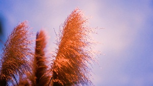 唯美的芦苇花