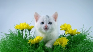 花丛中的小猫