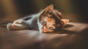 小奶猫