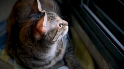 【4K】桌面养猫：等候