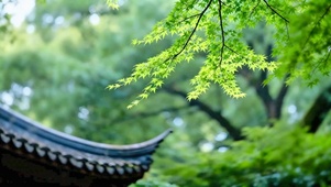 屋檐与青枫4K