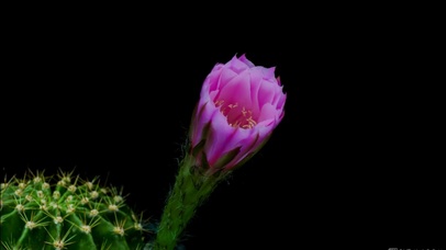 4k开花