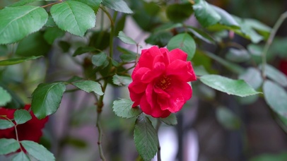 4K唯美盛开的红色玫瑰花