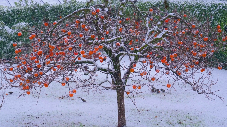 覆着薄雪的落叶柿子树，深褐枝桠上缀满橙红色果实，背景为庭院草地与绿篱。
