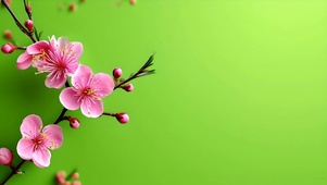 清新护眼梅花
