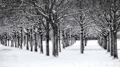 伤感雪树林
