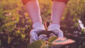 4K 高清 农夫栽培植物的叶子