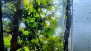 雨滴树木